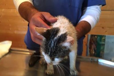 Кошка спасена из руин через неделю после землетрясения в Италии