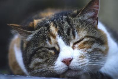Польза кошек для здоровья: 10 фактов