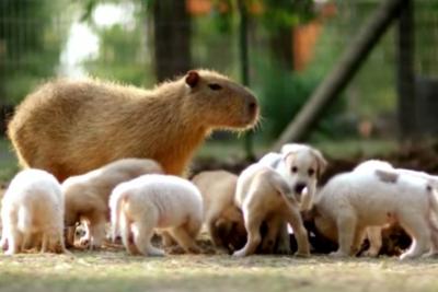 Капибара стала приемной матерью целого помета щенков