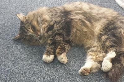 Пропавший кот нашелся спустя 14 месяцев на складе зоомагазина