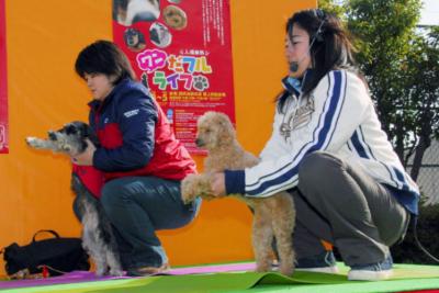 В Гонконге побит мировой рекорд по занятиям йогой с собаками