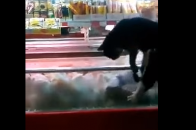 В Кургане два кота упали с потолка прямо в рыбный отдел магазина