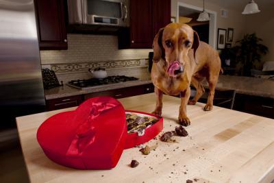 Собака съела шоколад: что делать