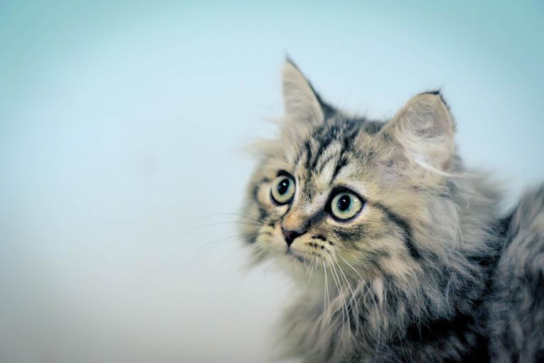 Панлейкопения кошек: факты и мифы