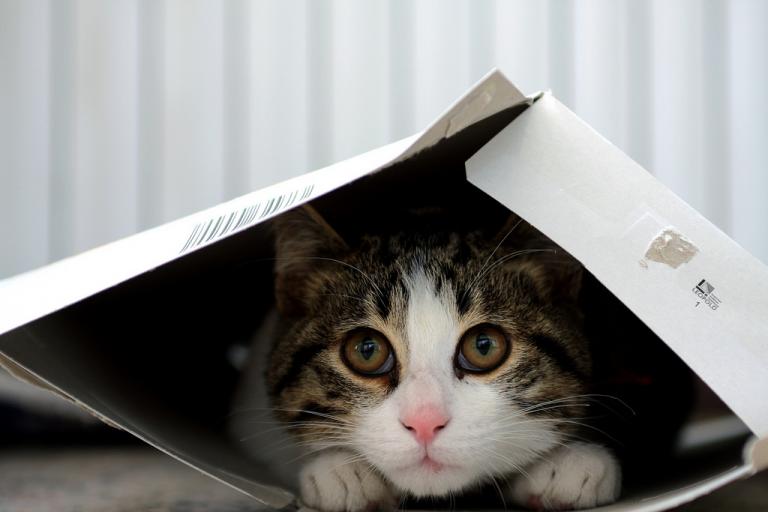 Почему коты любят коробки: ответ дали ученые