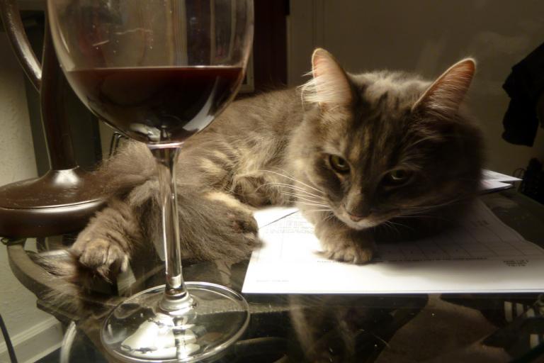 Американцы создали вино для кошек