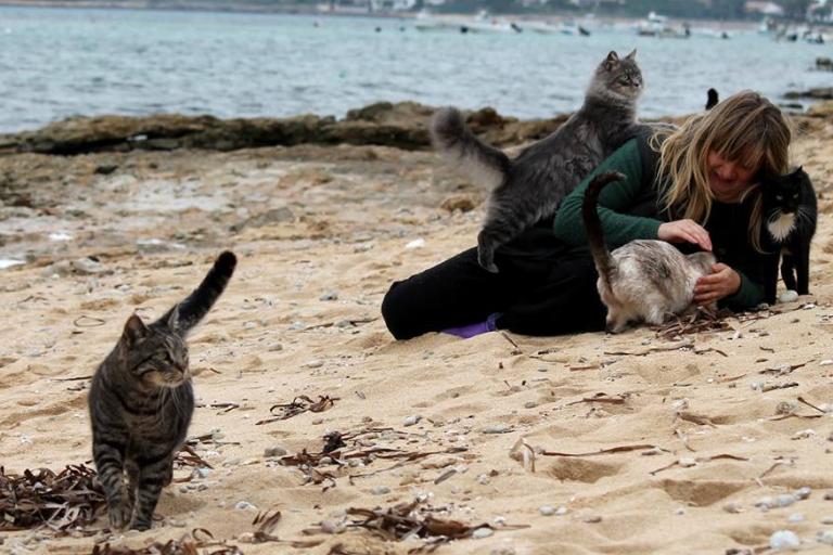 Кошачий приют на пляже Сардинии признан одним из лучших туристических мест остро