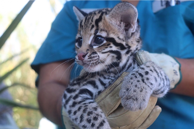 В зоопарках Эль Пасо и Цинциннати родились котята оцелота