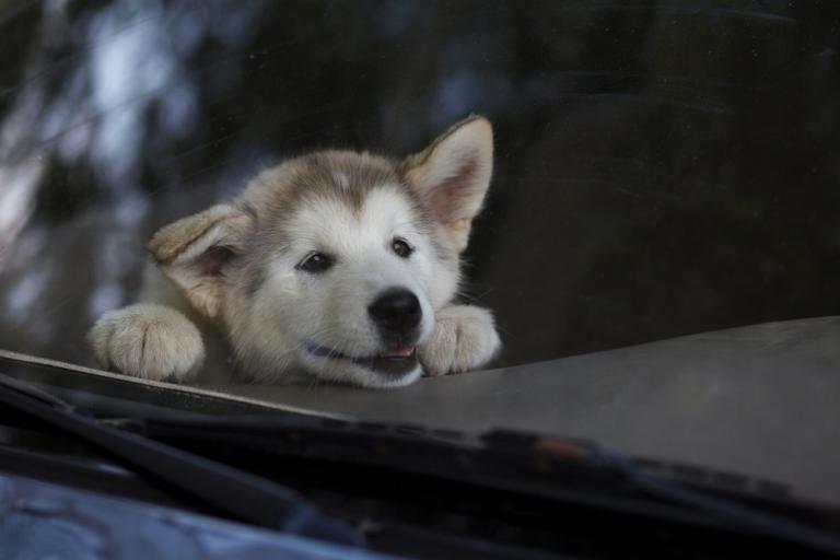 За оставление животных в машине без присмотра может грозить штраф