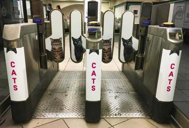 метро с кошками