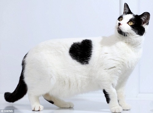 черно-белая кошка с сердечком