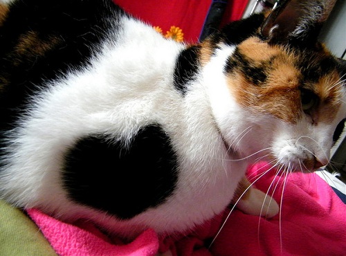 трехцветная кошка с сердечком