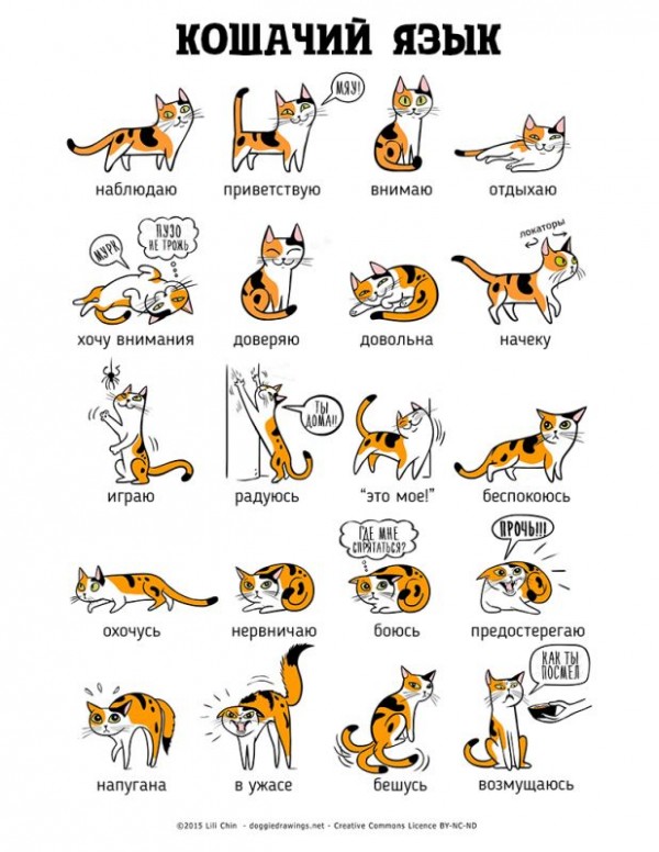 Как понять кошку?