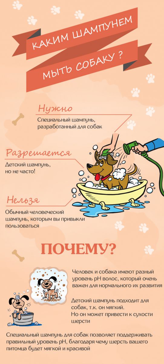 Инфографика: как мыть собаку