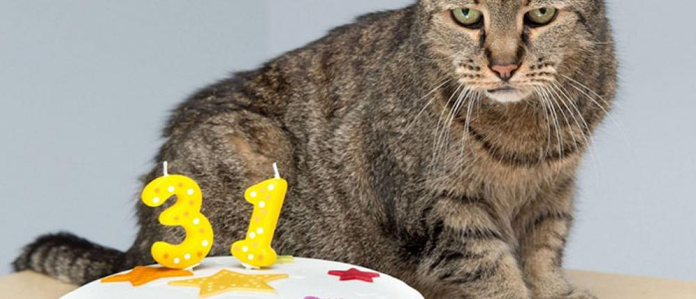 31-летний кот претендует на звание старейшего кота планеты