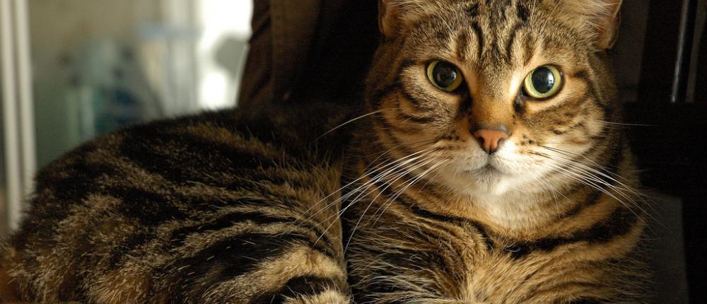 Прививки для кошек: делать или нет