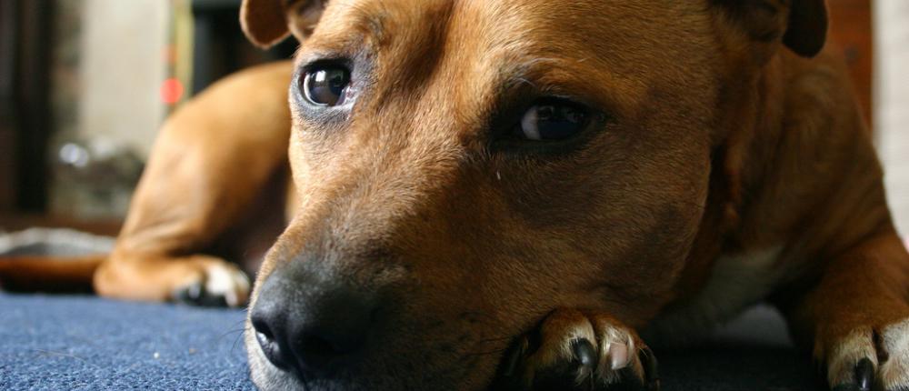 Здоровье собаки: 22 тревожных симптома