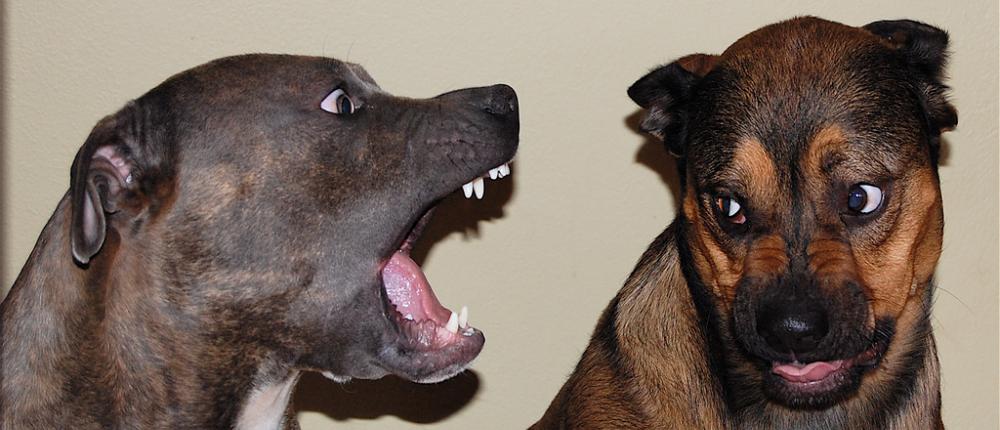 Почему собаки делают это: 8 странных собачьих чудачеств