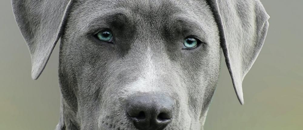 Серый окрас: собаки разных пород