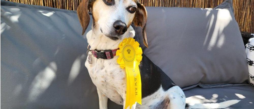 Убежавшая собака получила призовое место на выставке
