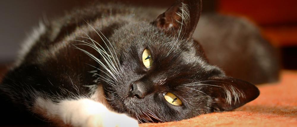 Здоровье кошек: FAQ для владельца