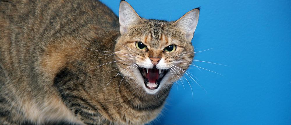 Агрессия у кошек: три главные причины