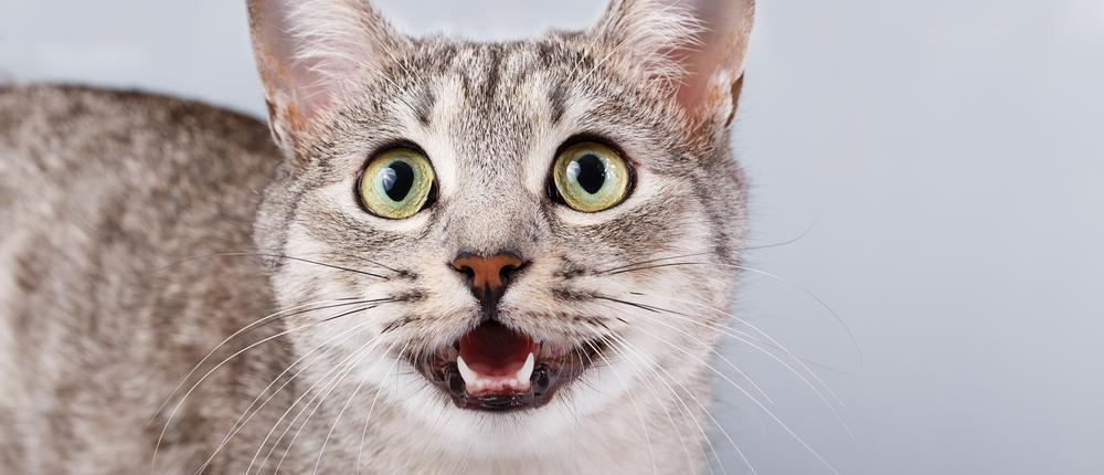 Почему кошки мяукают: 10 причин