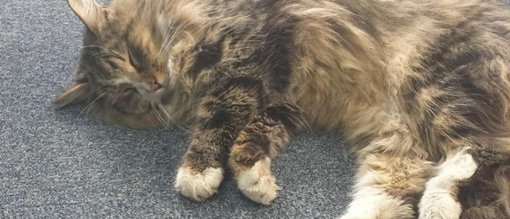 Пропавший кот нашелся спустя 14 месяцев на складе зоомагазина
