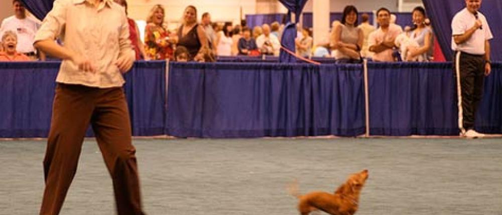 Чемпионат мира по танцам с собаками впервые пройдет в Москве