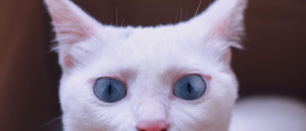 Почему у кошек нос меняет цвет
