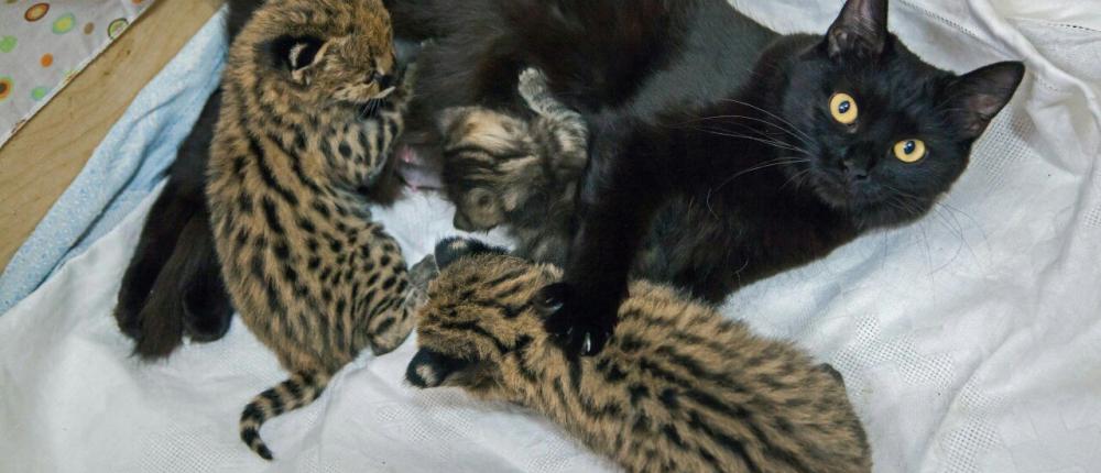 В Новосибирском зоопарке домашние кошки выкармливают детенышей диких кошек