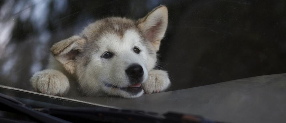 За оставление животных в машине без присмотра может грозить штраф