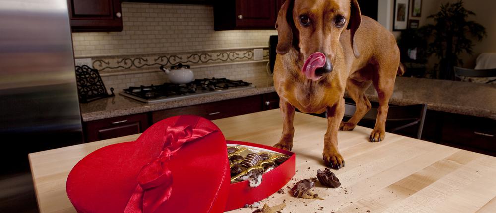 Собака съела шоколад: что делать