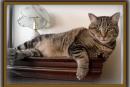 Котификация квартиры: как сделать ваш дом комфортным для кошек