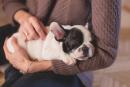 Привязанность к владельцу улучшает сон у собак
