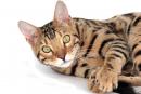 5 любопытных фактов о кошачьей внешности