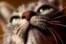 У кошек появился новый диагноз: усталость усов