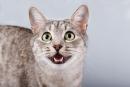Почему кошки мяукают: 10 причин
