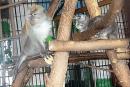 В зоопарке Большереченска кошка Муся подружилась с макакой-крабоедом Кузей