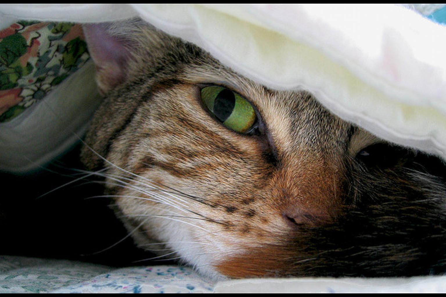 Почему кошка: 12 кошачьих почему | Pet4Me.ru
