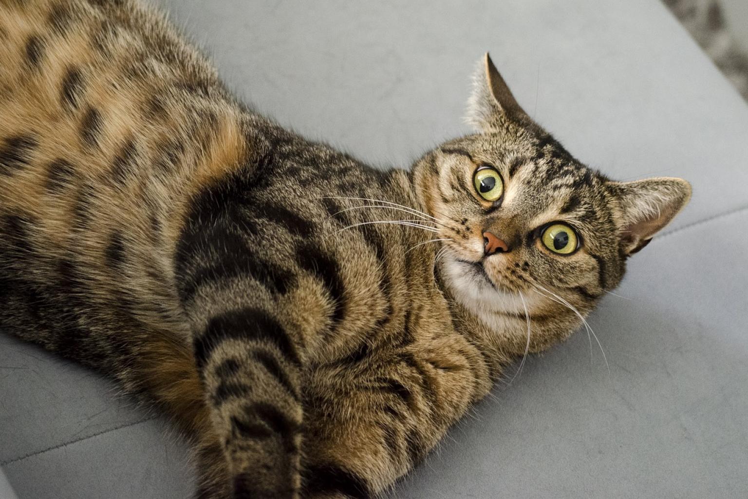 5 мифов о кастрации котов | Pet4Me.ru