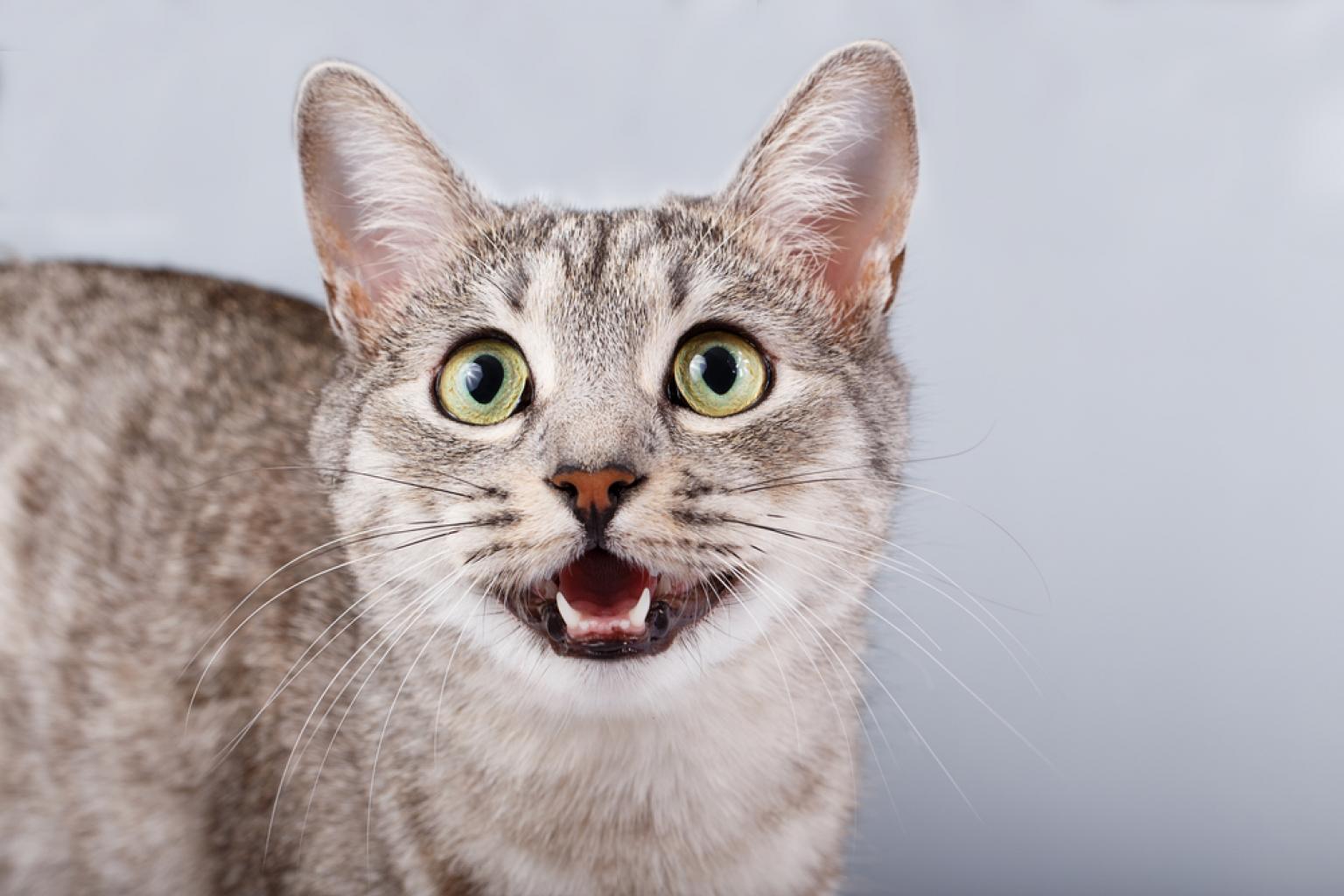 Почему кошки мяукают: 10 причин | Pet4Me.ru