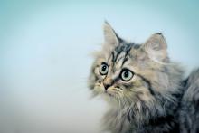 Панлейкопения кошек: факты и мифы