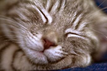 Ученые рассказали, что снится кошкам