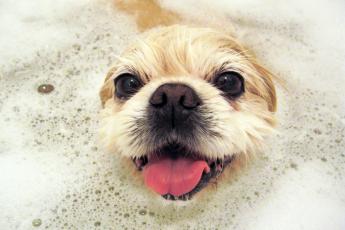 Как мыть собаку