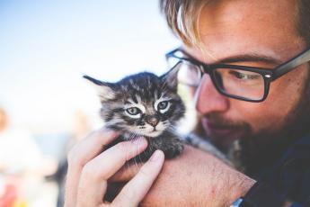Британские мужчины стали чаще заводить кошек и котов
