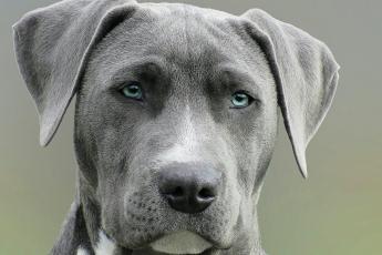 Серый окрас: собаки разных пород