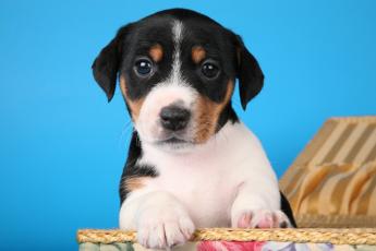 Прививки щенкам и собакам: 5 вопросов ветеринару