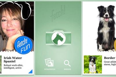 Microsoft создала приложение, которое умеет определять породу собаки по фото