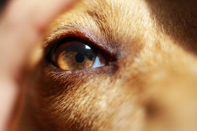 Ученые нашли компасы в глазах собак